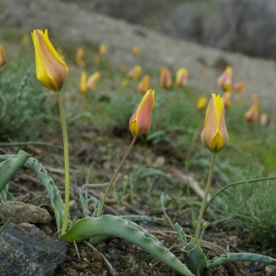 Tulipa tetraphylla